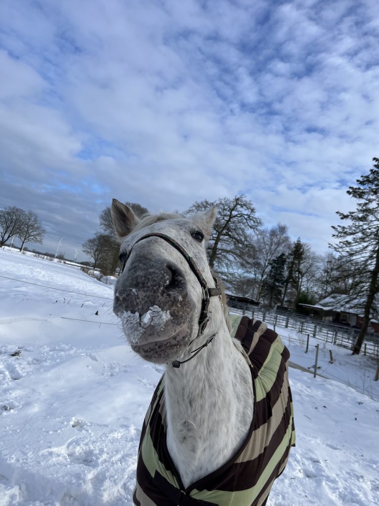 Dinkelspelz Rückenwärmer nähen