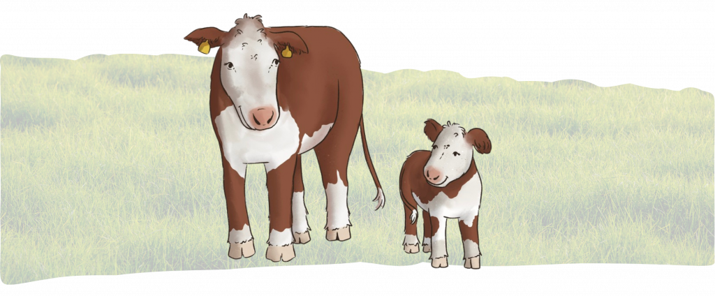 Illustratorin beauftragen: Ilustration Kuh und Kalb